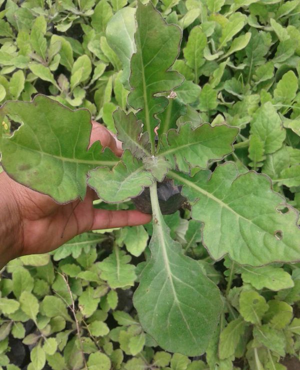 JUAL BIBIT DAUN DEWA 082332224620 - Image 2