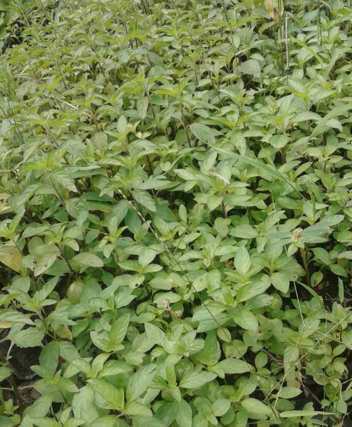 jual bibit spearmint