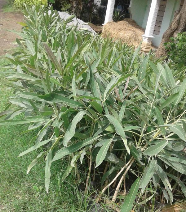 pohon tabebuya ungu