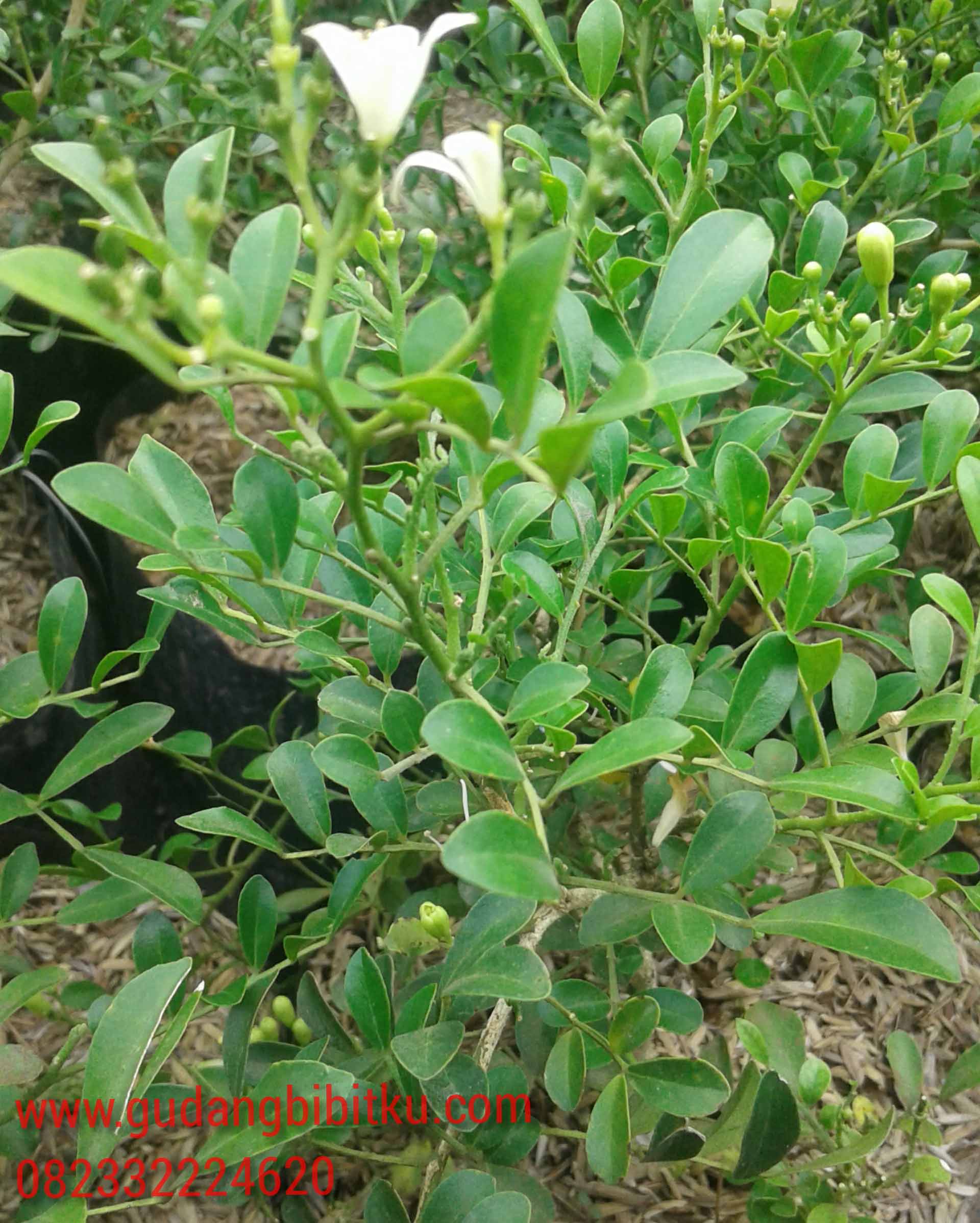 Jual Bunga Kemuning 082332224620 | Gudang Bibitku