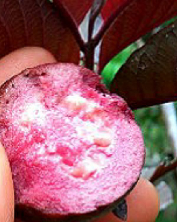 Jual Jambu Biji Ungu Australia 082332224620 - Image 3