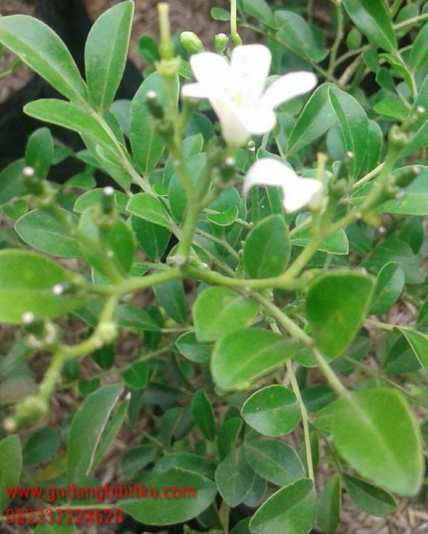 Jual Bunga Kemuning 082332224620