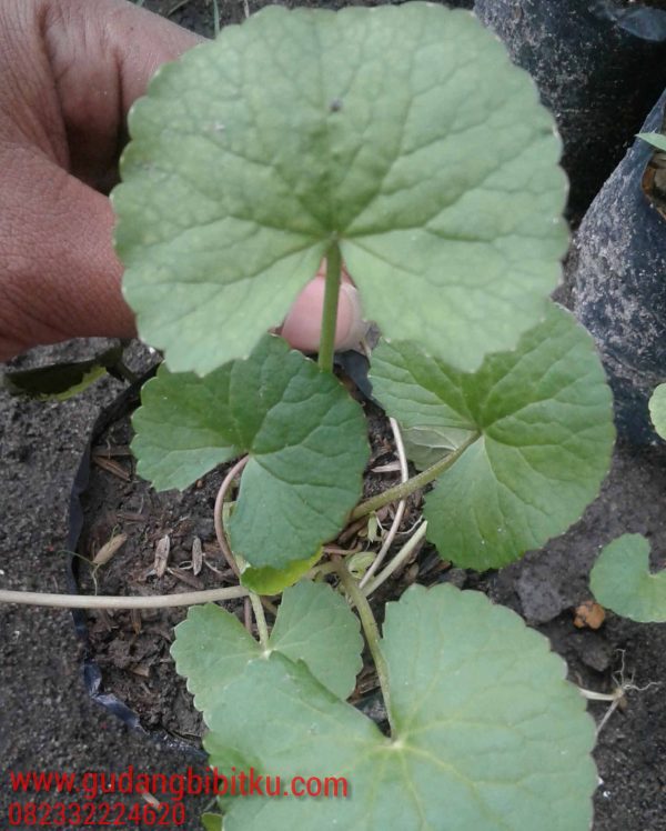 Jual Bibit Tanaman Pegagan 082332224620