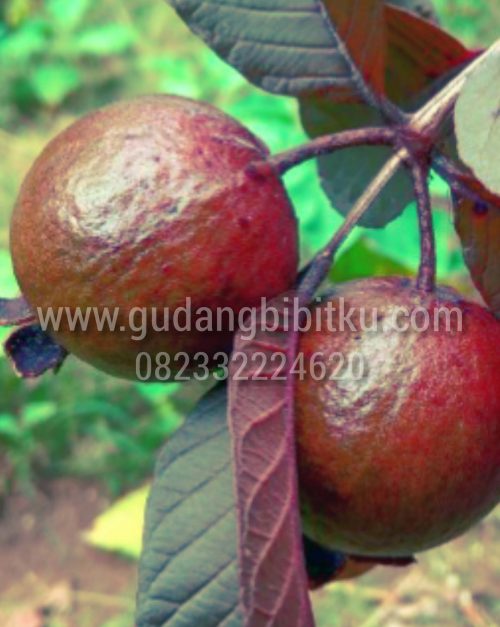 bibit jambu merah tanpa biji