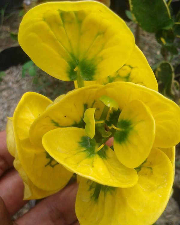 Jual Puring Apel 082332224620 - Image 3