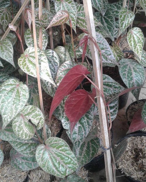 jual daun sirih merah di bekasi