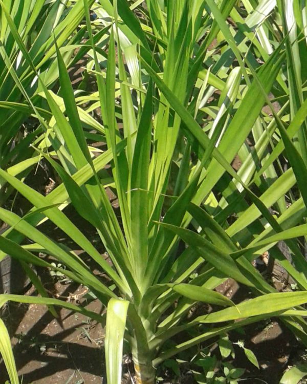 Jual Bibit Pandan Bali 082332224620