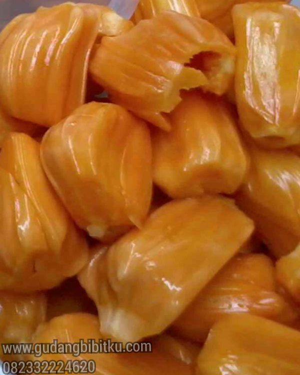 Jual bibit nangka madu 082332224620