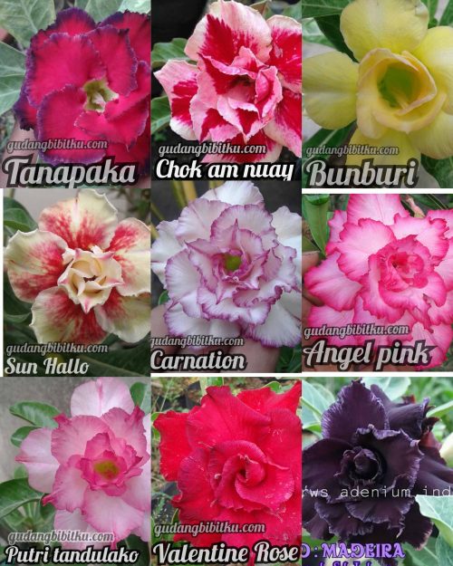 Jual bibit adenium