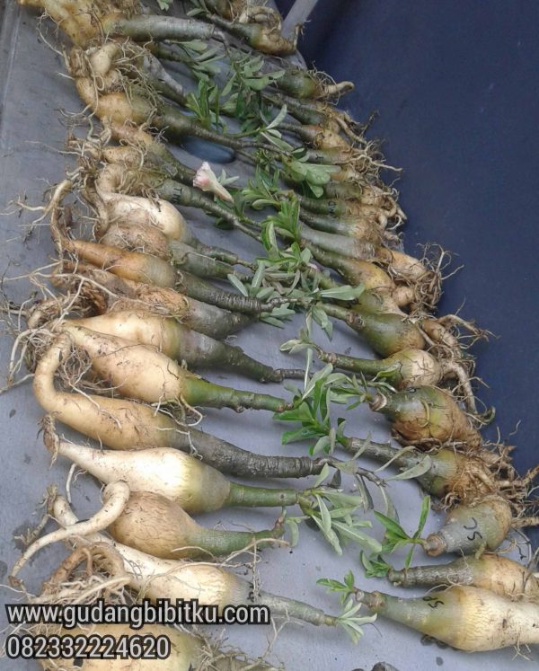 Jual Bibit Adenium Bunga Tumpuk 082332224620 - Image 3