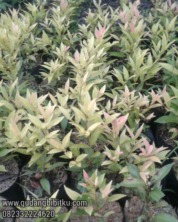 Jual Tanaman Hias Pucuk Kuning 082332224620 - Image 2