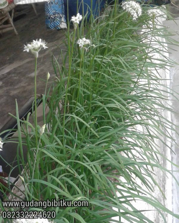 Jual Bibit Tanaman Kucai 082332224620 - Image 2