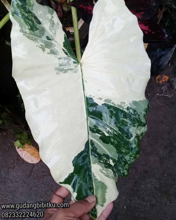 Jual Alocasia Macrorrhizos Varigata 082332224620