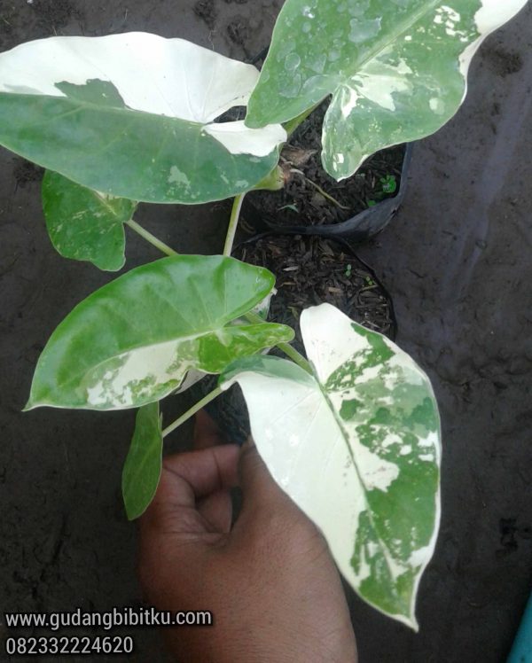 Jual Alocasia Macrorrhizos Varigata 082332224620 - Image 2