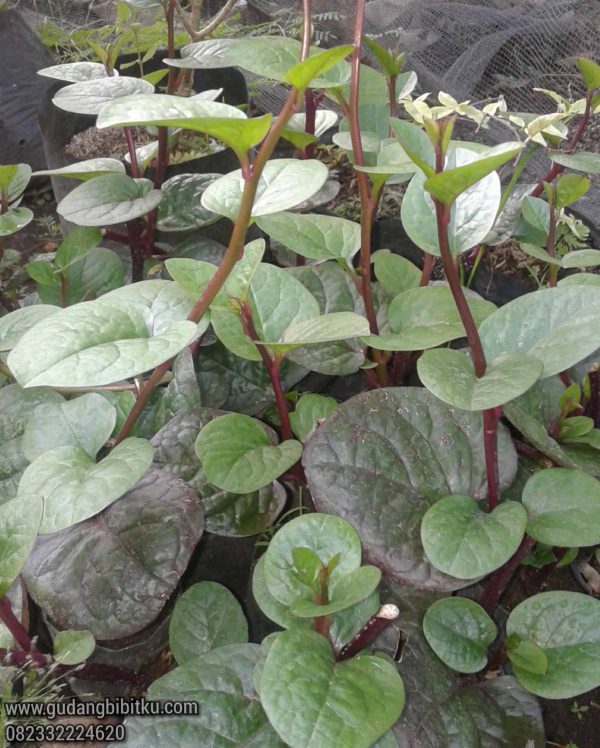 Jual Bibit Tanaman Gendola / Binahong Merah 082332224620