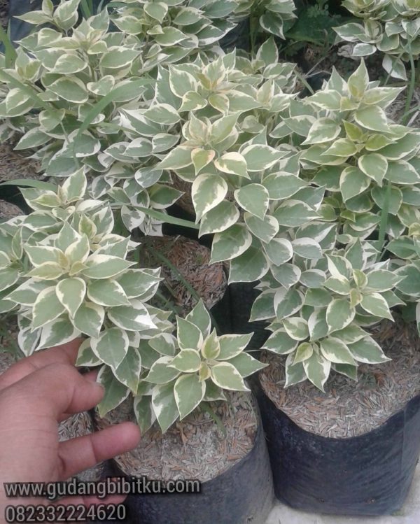 Jual Tanaman Bougenville Singapore 082332224620