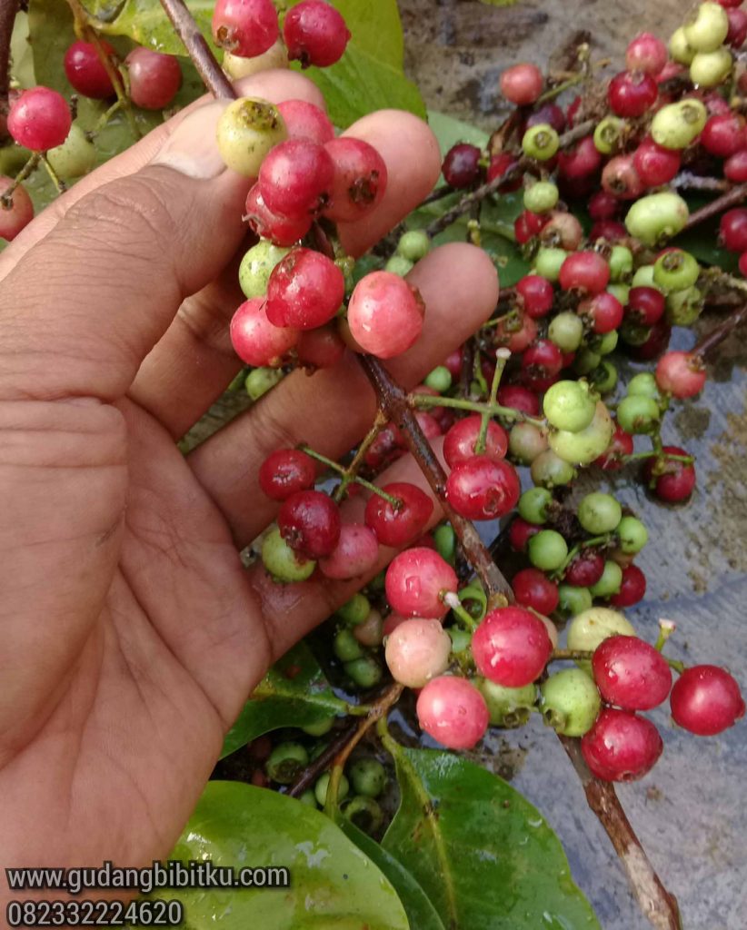 Jual buah salam