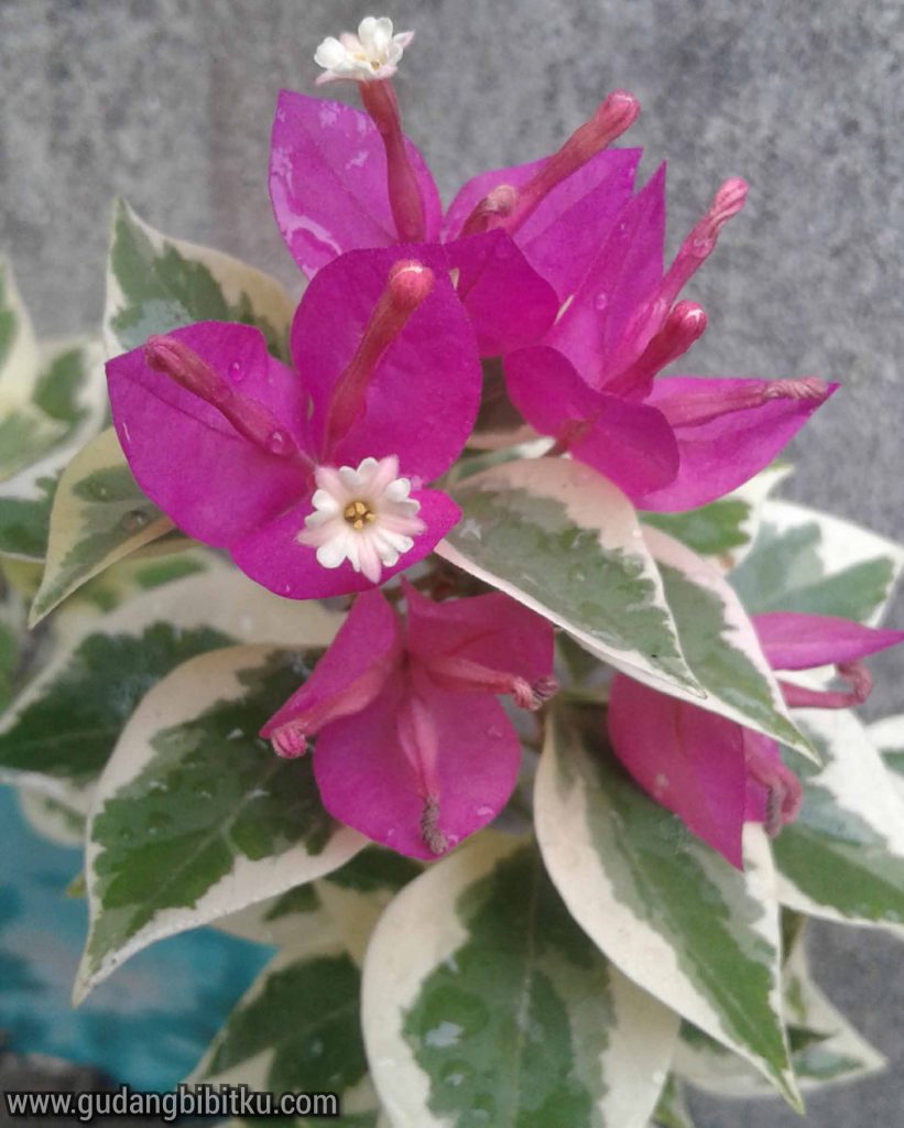 Bunga varigata merah