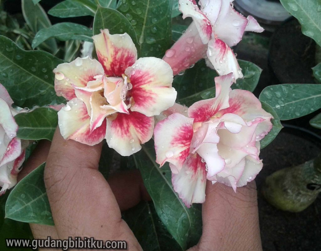 Bunga adenium triple