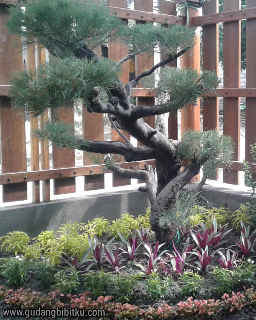 Bonsai cemara laut