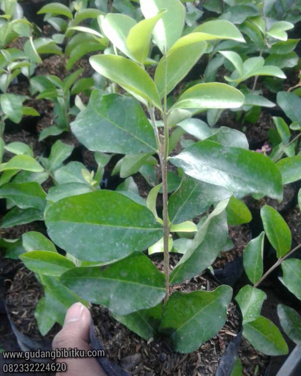Jual Bibit Cherry Barbados 082332224620 - Image 2