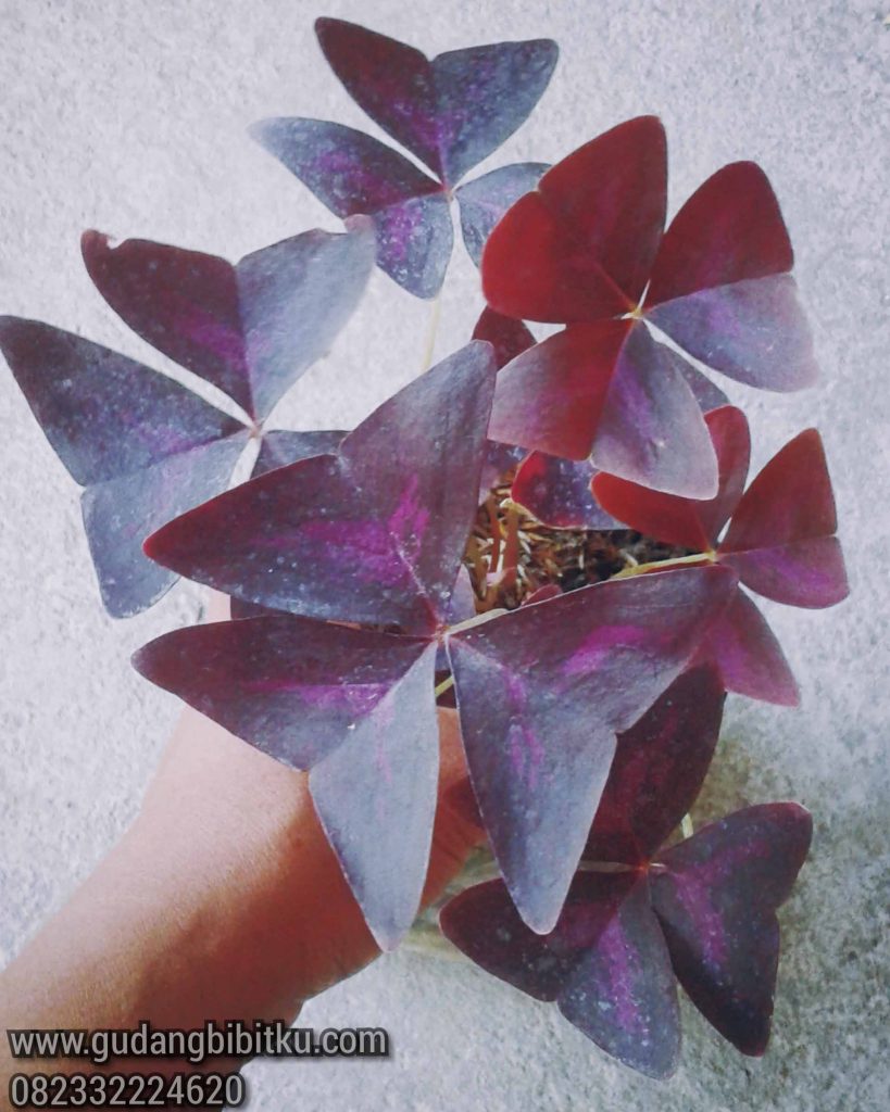 Jual Bunga Kupu Kupu Ungu Oxalis Triangularis 