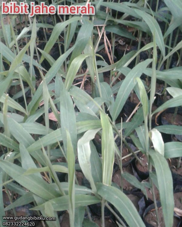 Jual Bibit Jahe Merah Herbal Berkhasiat 082332224620 - Image 2