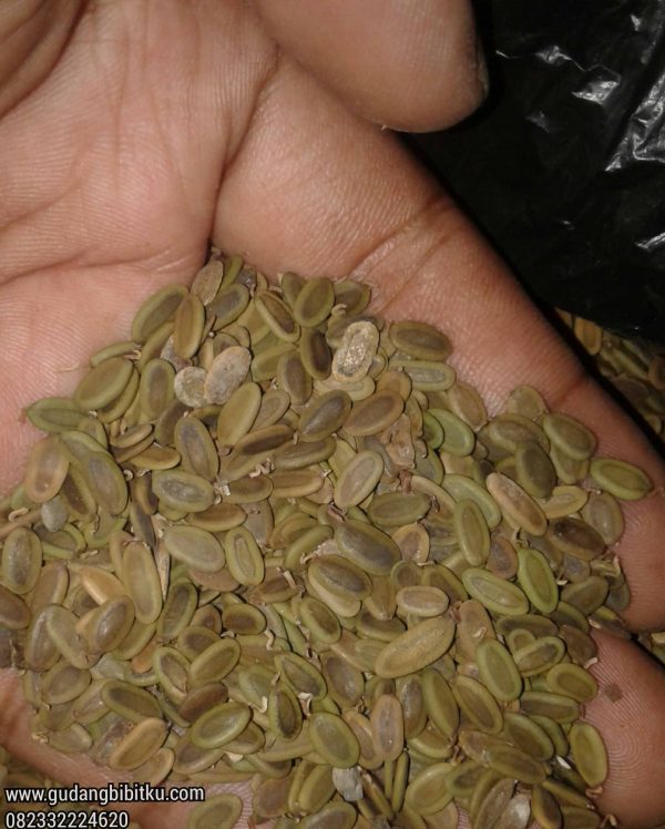 Jual Biji Pohon Sengon Siap Semai Berkualitas 082332224620 - Image 2