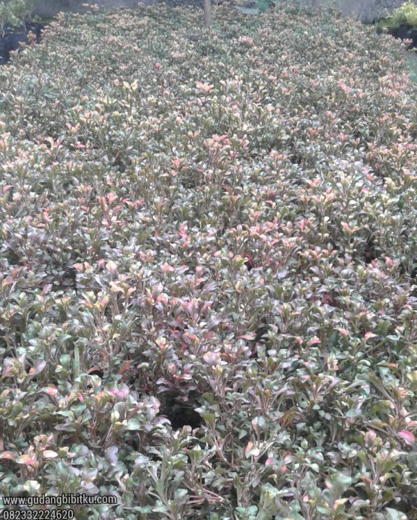 Jual Krokot Kriminil Daun Merah 082332224620 - Image 2
