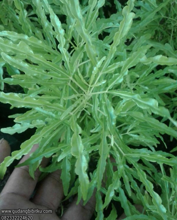Jual Bibit Bunga Hias Brokoli Kuning 082332224620