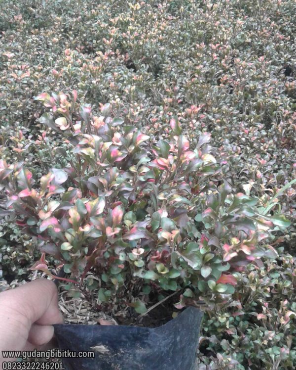 Jual Krokot Kriminil Daun Merah 082332224620
