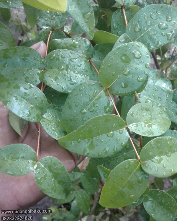 Jual Bibit Buah Dewandaru 082332224620 - Image 2