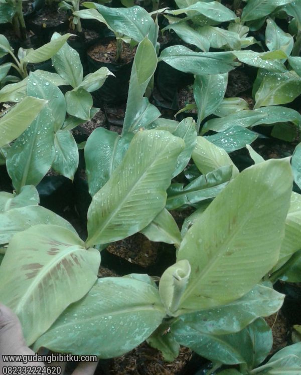Jual Bibit Pisang Cavendish Berkualitas 082332224620