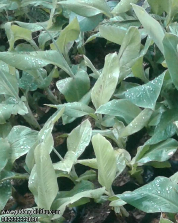 Jual Bibit Pisang Cavendish Berkualitas 082332224620 - Image 2