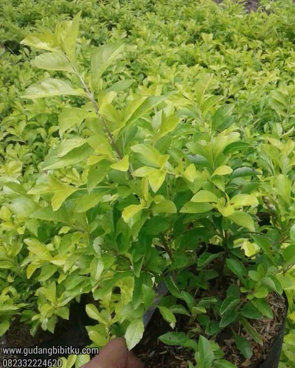 Jual Tanaman Penitian Kuning Duranta Erecta 082332224620