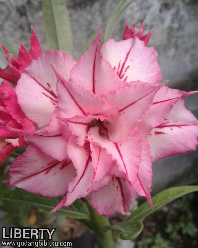 Katalog adenium bunga tumpuk