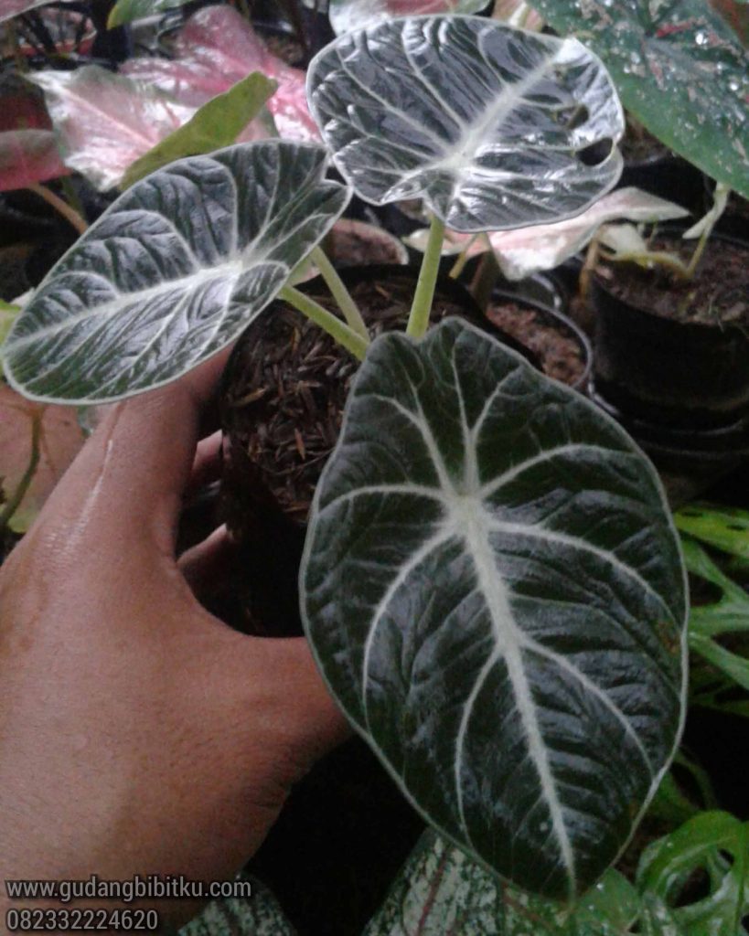 Featured image of post Harga Alocasia Tengkorak Silver Alocasia polly tanaman mungil dengan 10 jenis untuk membentuk karakter rumah menjadi lebih bernilai seni
