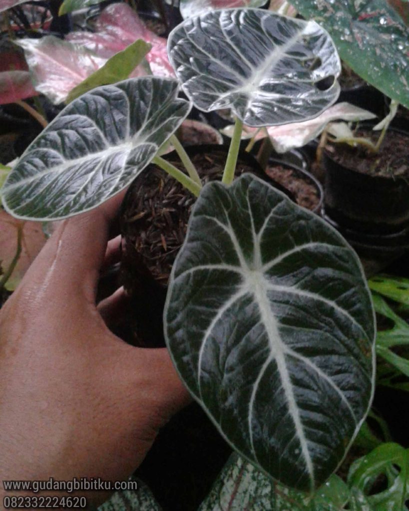 Jual Alocasia Black Velvet 082332224620 Gudang Bibitku