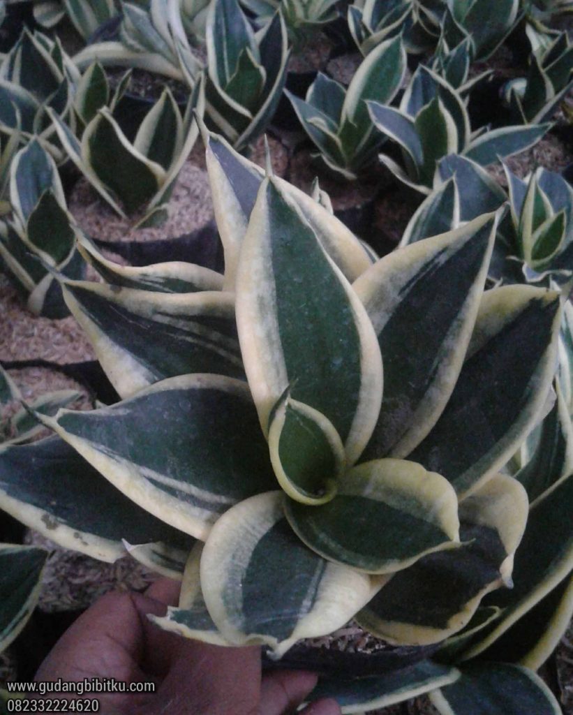 Jual sansevieria murah