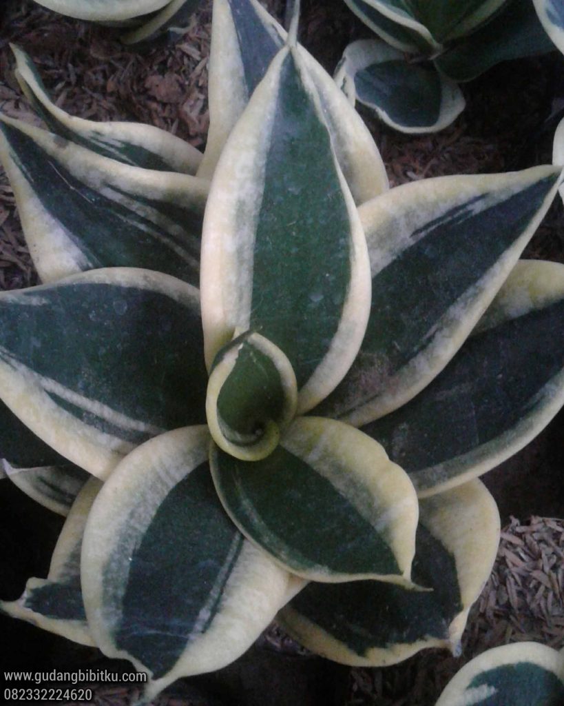 manfaat sansevieria