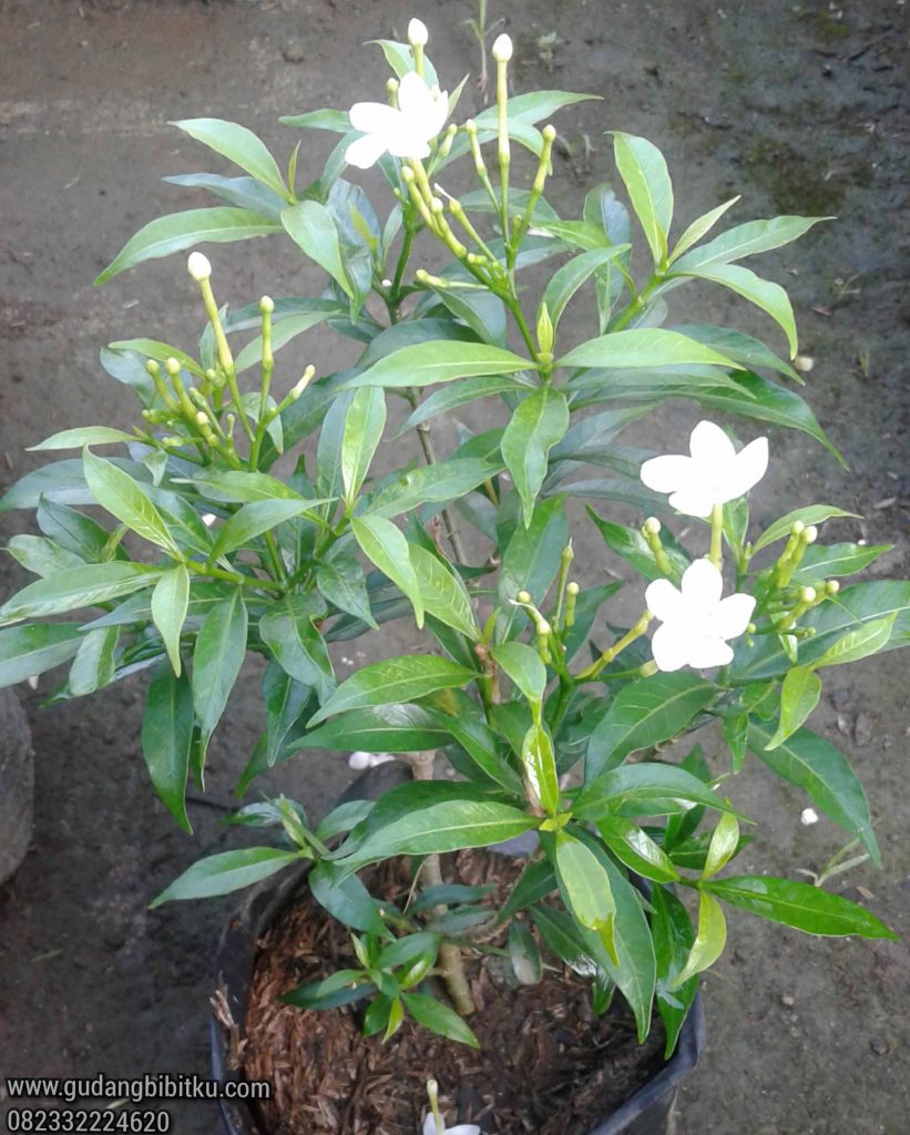 Jenis tanaman outdoor