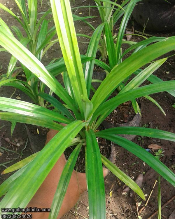 Jual Bibit Tanaman Pandan Wangi 082332224620