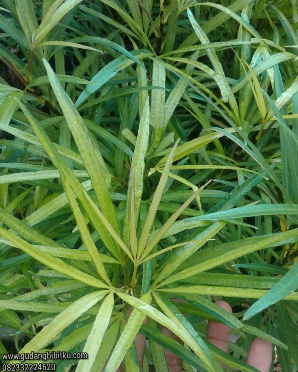 Jual Tanaman Ararea 082332224620