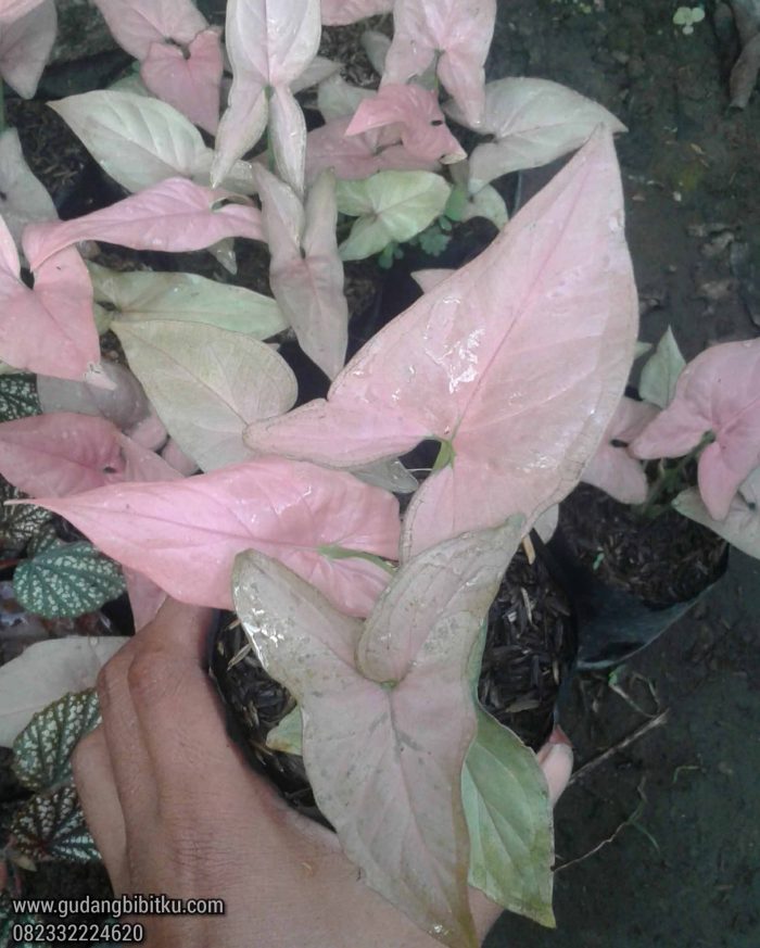 Syngonium variegata