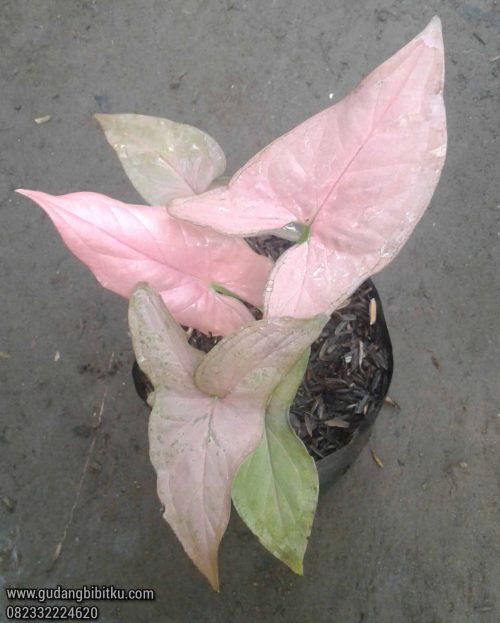 Syngonium pink harga