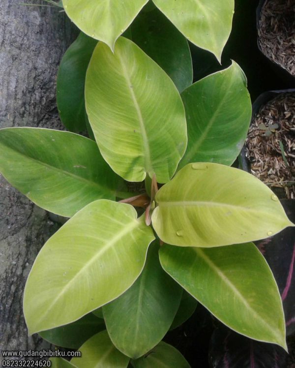 Jual Bibit Tanaman Philodendron Moonlight 082332224620