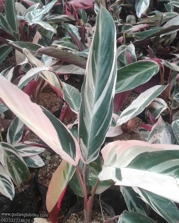 Jual Bunga Calathea Multicolor 082332224620