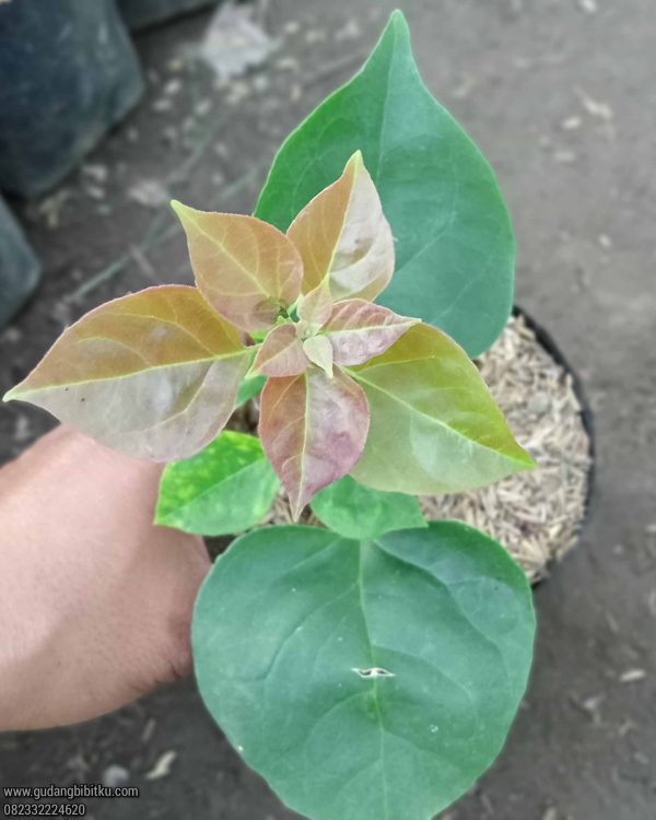 Jual Bibit Bougenville Citra India 082332224620