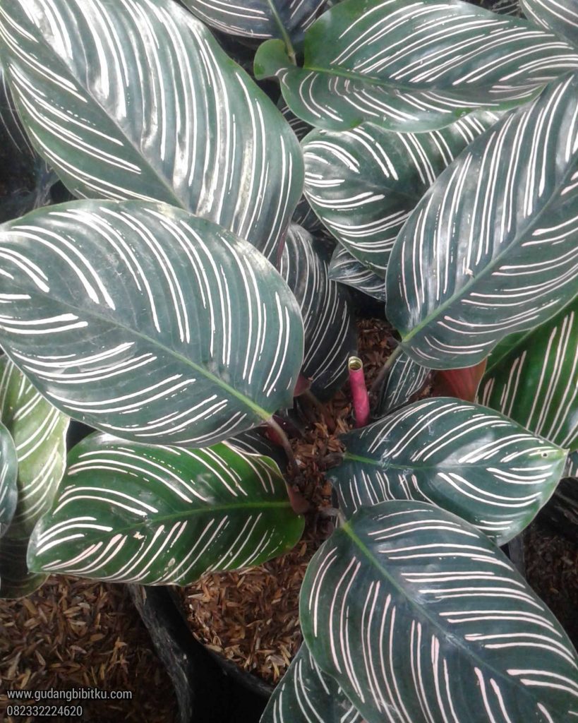 Calathea ornata harga