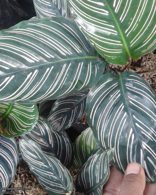 Cara merawat tanaman calathea